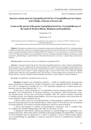 ЗАМЕТКА О ВИДАХ РОДСТВА GYPSOPHILA PATRINII SER. (CARYOPHYLLACEAE) ЮГА ЗАПАДНОЙ СИБИРИ, ХАКАСИИ И КАЗАХСТАНА