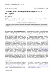 Осенний залёт маскированной трясогузки в г. Сургут