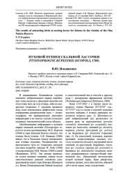 ПУХОВОЙ ПТЕНЕЦ СКАЛЬНОЙ ЛАСТОЧКИ PTYONOPROGNE RUPESTRIS (SCOPOLI. 1769)