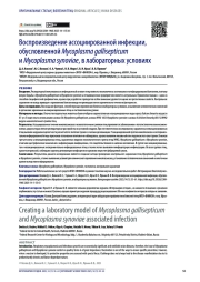 Воспроизведение ассоциированной инфекции, обусловленной Mycoplasma gallisepticum и Mycoplasma synoviae, в лабораторных условиях