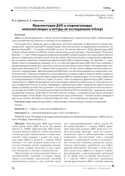 Фрагментация ДНК в сперматозоидах млекопитающих и методы ее исследования (обзор)