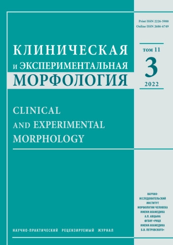 КЛИНИЧЕСКАЯ И ЭКСПЕРИМЕНТАЛЬНАЯ МОРФОЛОГИЯ